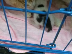 -瑞鹏宠物医院·骨科·猫科·内科(第一中心)