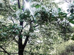 -阳台山自然风景区