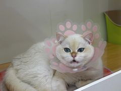 -青奢宠物·青奢猫舍