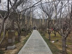 -香雪海