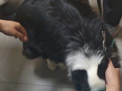 -瑞派宠物医院·24h·骨外科·皮肤科·全科宠物医疗转诊中心(沈阳浑南院)
