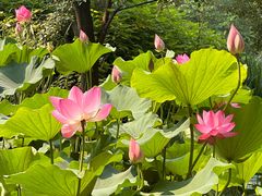 -洛阳市隋唐城遗址植物园