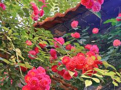 -百花洲