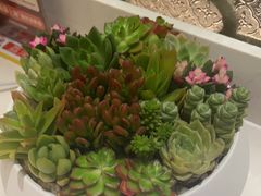 -新雅粤菜馆(南京东路店)