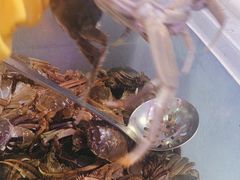 -领鲜活海鲜榴莲自助火锅(东门店)