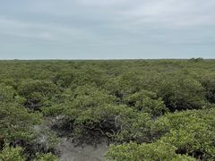 -北海金海湾红树林生态旅游区