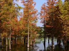 -白鹭湾湿地公园