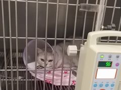 -A猫a狗全科·犬猫异宠·芥西宠物医院(南开总院)