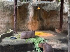 -清迈夜间动物园