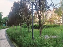 -神仙树公园
