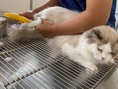 -佳雯宠物医院(四明中路分院)