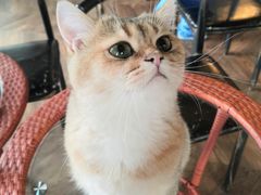 -蓝鲸·缅因猫舍