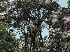 -梧桐山风景名胜区