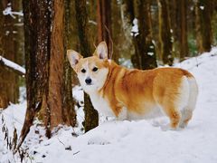-武陵山森林公园