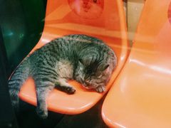 -猫咪博物馆(顶澳仔猫街店)