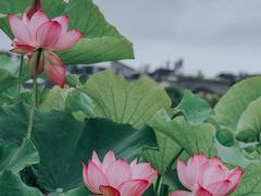 -和顺古镇