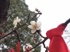 -雨花胜境