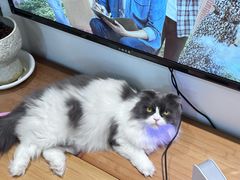 -李小姐の猫咖啡馆(五角场店)