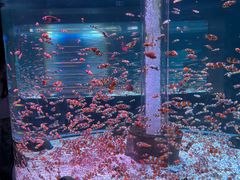 -海合安成都极地海洋公园