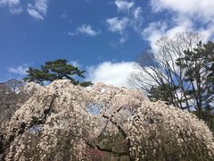 樱花-京都御所