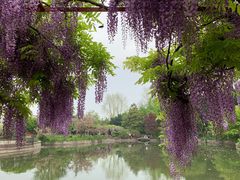 -嘉定紫藤园