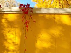 -三里屯东五街银杏大道