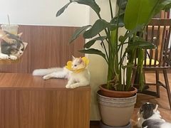 -有猫主题·治愈系猫咖(曾厝垵店)