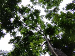 -火炉山森林公园