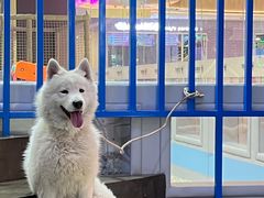 -皇冠幸福里动物奶油生日蛋糕(万达店)