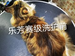 -汪小喵宠物·戴维斯乐芳希施宠馨宝皮毛调理洗护店