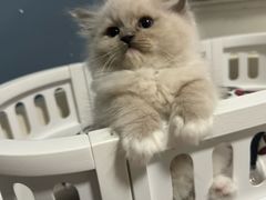 -珠海悠米米努特矮脚猫舍