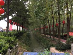 景点-合肥滨湖国家森林公园