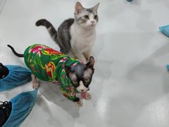 -糯米喵星人·撸猫猫舍咖啡馆(西市场嘉华店)