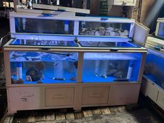 -真情鲍鱼海鲜汤