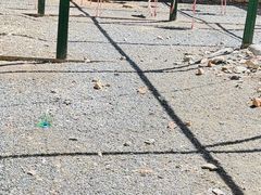 -新疆天山野生动物园