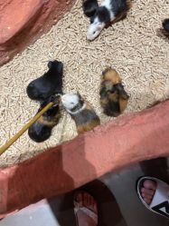 -Zoolung Zoolung动物主题公园(海信广场店)