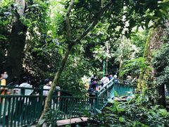 -西双版纳原始森林公园