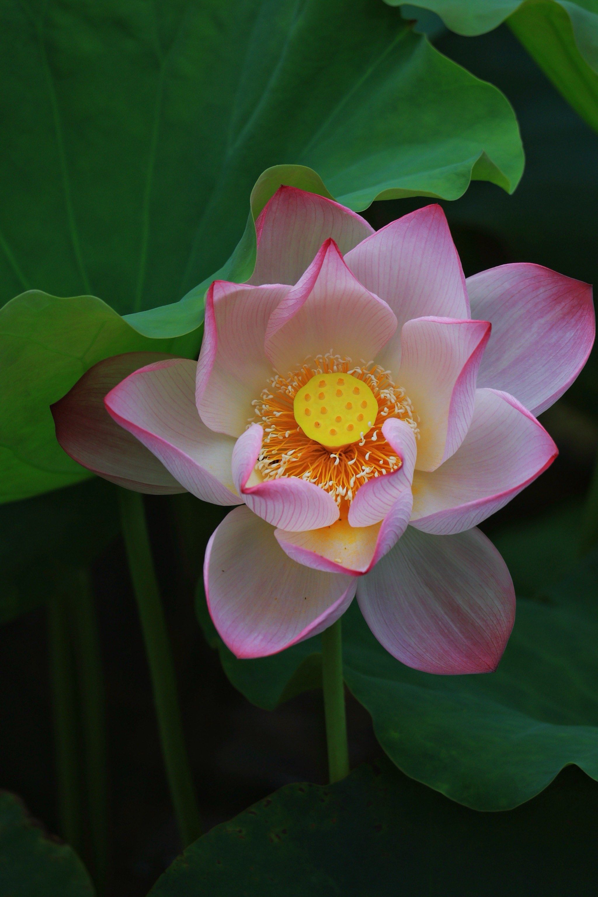 滕州：全国注目！第40届荷花展落户微山湖我国荷都再迎高光时间！