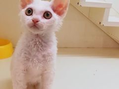 -十年猫舍·猫咪专门店(普陀店)