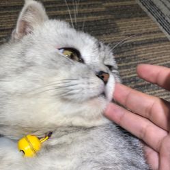 -众刺纹画·纹身·穿孔饰品·海娜定制