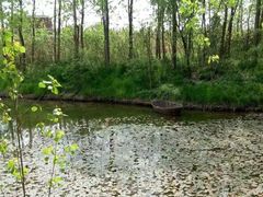 -合肥滨湖国家森林公园