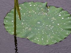 -荔湾湖公园