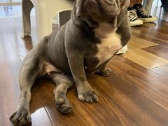 -柯斗斗主题餐厅·狗咖·围炉煮茶·茶饮(国瑞升平里店)