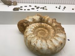 -青岛贝壳博物馆