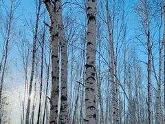 -北极村旅游风景区