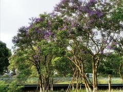 -白鹭湾湿地公园