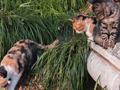 -扬州大运河文化旅游度假区·盆景园