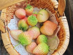 -小鱼草莓采摘园农家乐·小鱼餐厅