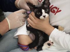 -利又安动物医院··老年病·猫科犬科·中兽医