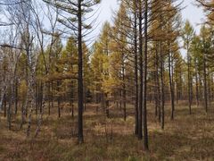 -塞罕坝国家级自然保护区